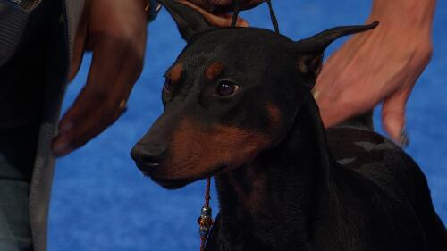 塞尔：皇马认为球迷嘘维尼有失公允，但也认为他该亲近球迷